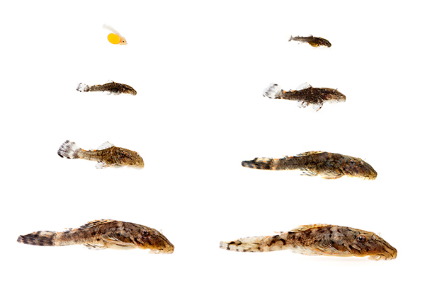 Ancistrus L159
