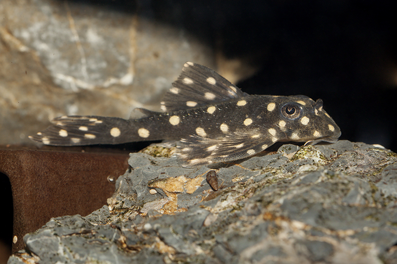 Hypancistrus L201