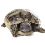 Griekse Landschildpad