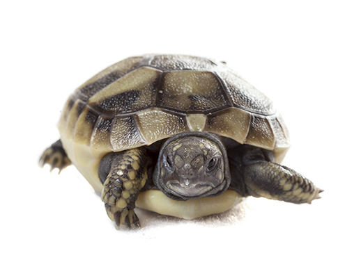 Griekse Landschildpad