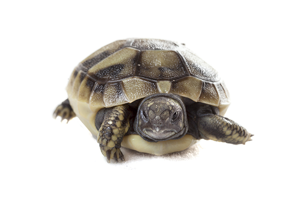 Hermann's tortoise