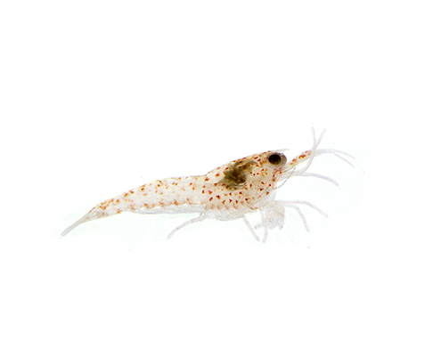 Vuurgarnaal, neocaridina davidi