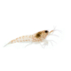 Vuurgarnaal, neocaridina davidi