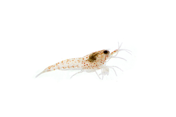 Vuurgarnaal, neocaridina davidi