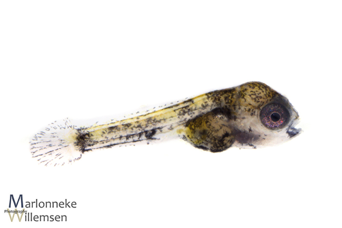 Apistogramma borellii 1 week oud