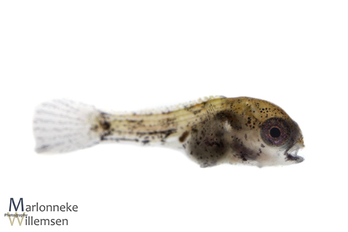 Apistogramma borellii 2 weken oud