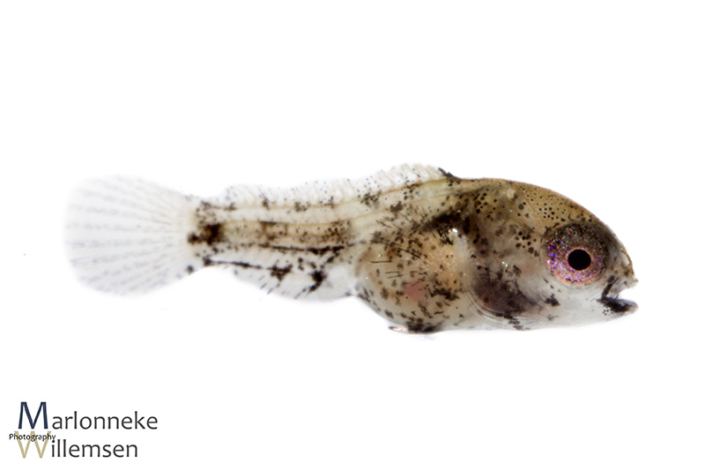 Apistogramma borellii 3 weken oud