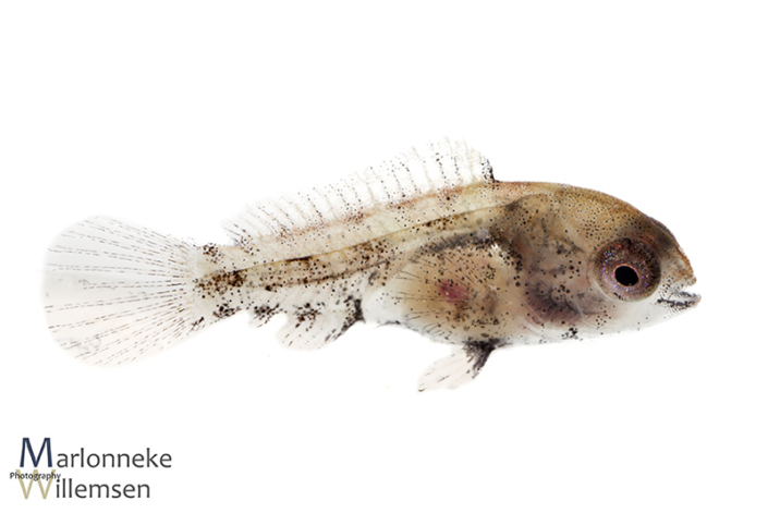 Apistogramma borellii 4 weken oud