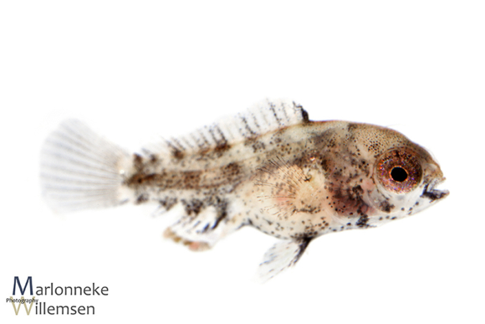 Apistogramma borellii 5 weken oud