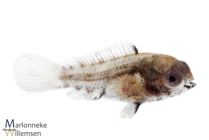 Apistogramma borellii 6 weken oud