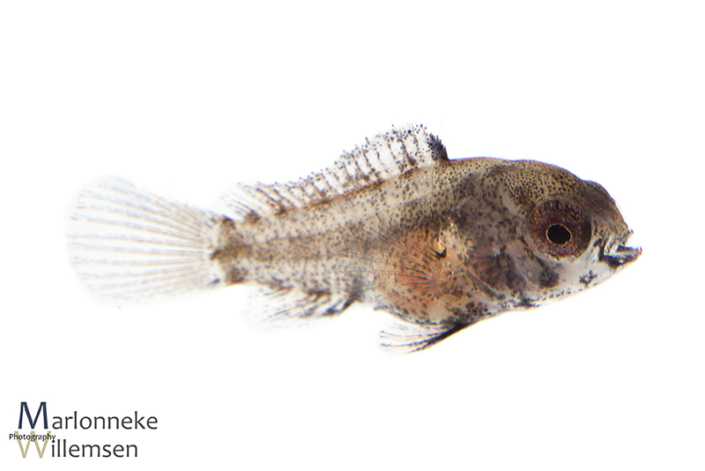 Apistogramma borellii 7 weken oud