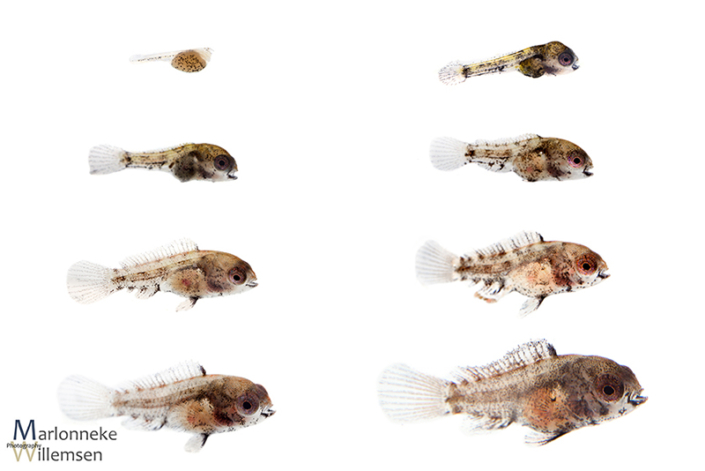 Overzicht van de groei en ontwikkeling van een Apistogramma borellii in de eerste 7 weken van zijn leven