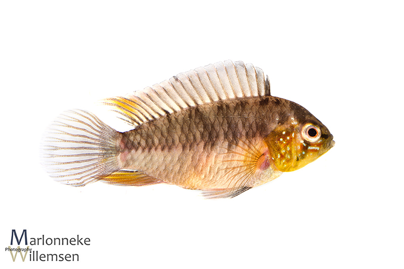 A_borellii_female Apistogramma borellii vrouwtje
