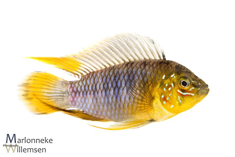 A_borellii_male Apistogramma borellii mannetje