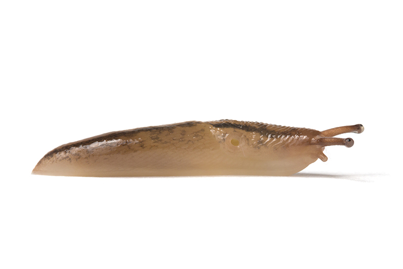 Spaanse aardslak
