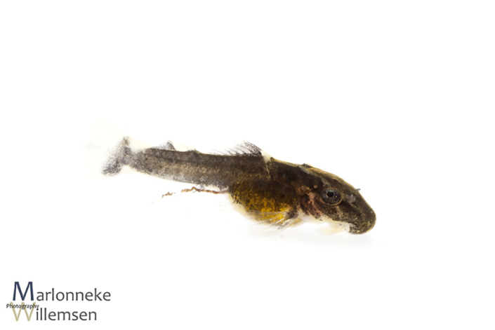 Ancistrus luzia L159, 5 days old