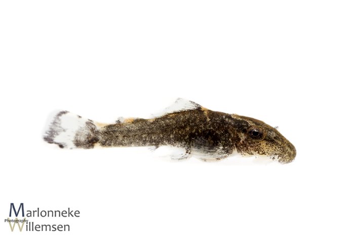 Ancistrus luzia L159, 10 days old