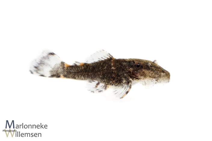 Ancistrus luzia L159, 15 days old