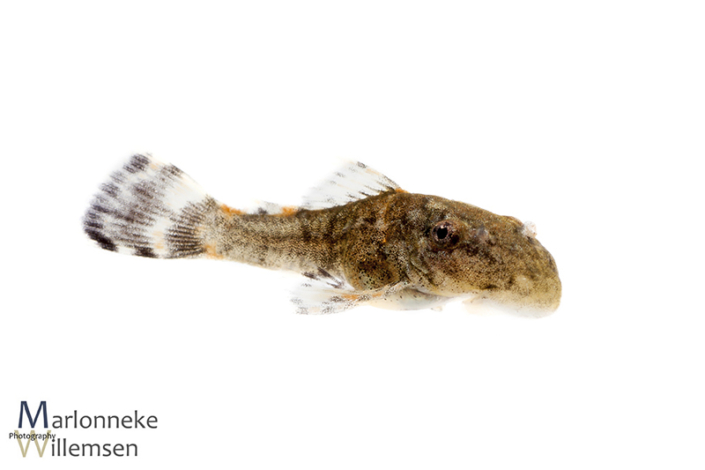Ancistrus luzia L159, 20 days old