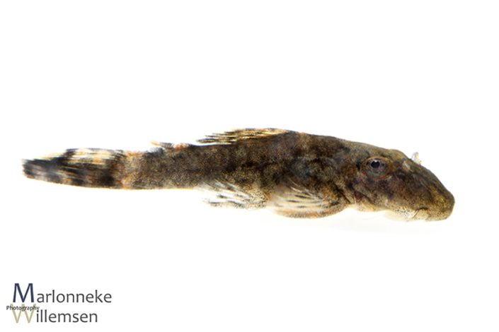 Ancistrus luzia L159, 25 days old
