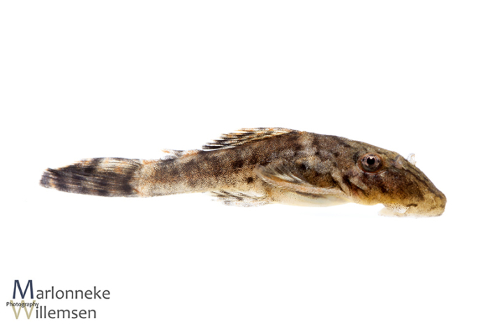Ancistrus luzia L159, 30 days old