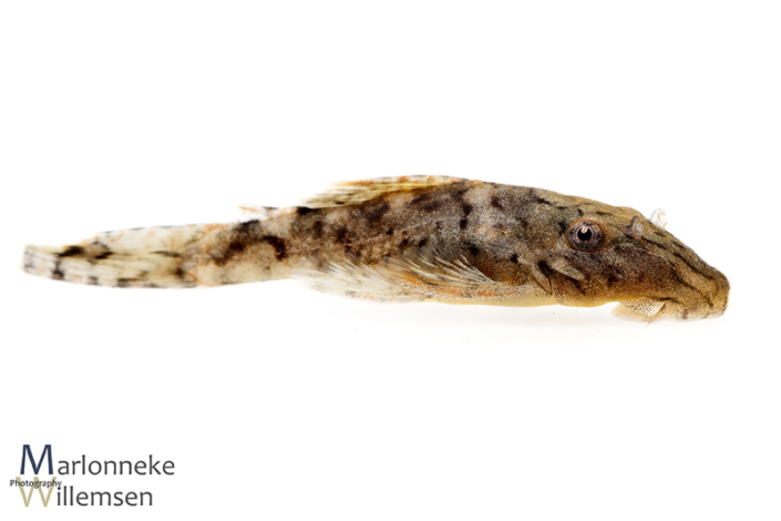 Ancistrus luzia L159, 5 weeks old