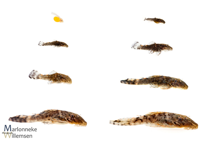 Overview of the growth and development of an Ancistrus luzia l159 in the first 5 weeks of its life