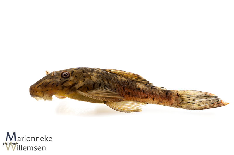 Ancistrus luzia L159 female