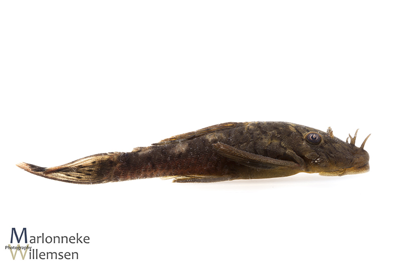 Ancistrus luzia L159 male