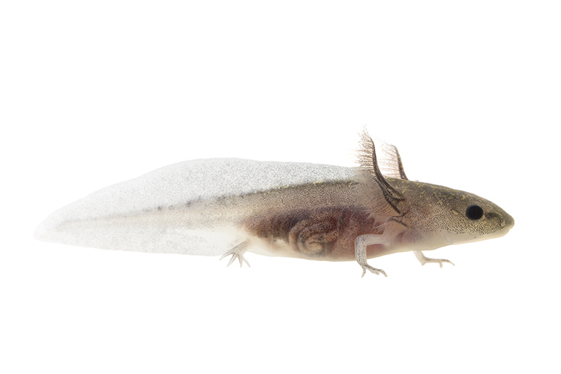Axolotl