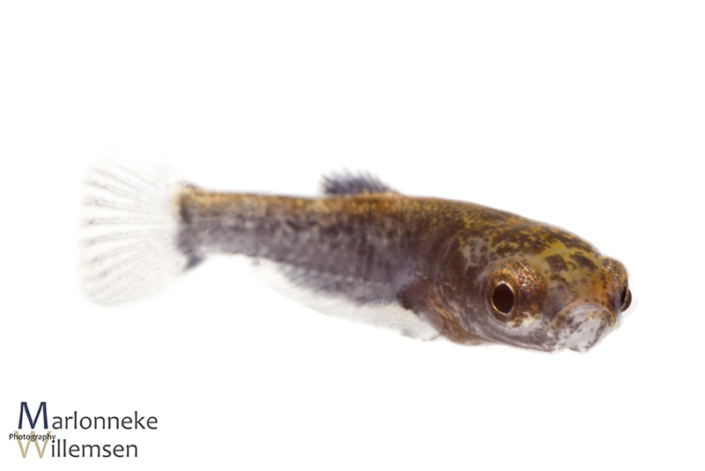 Betta albimarginata enkele uren vrijzwemmend