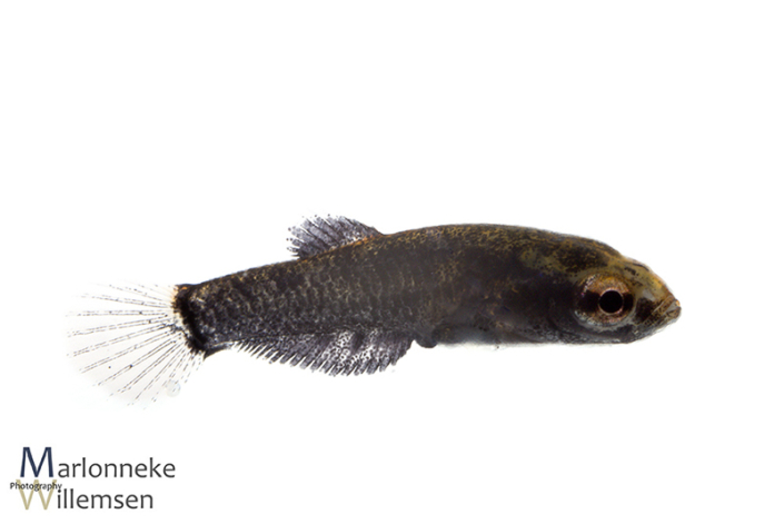 Betta albimarginata 1 week vrijzwemmend