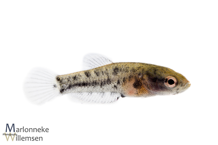 Betta albimarginata 2 weken vrijzwemmend