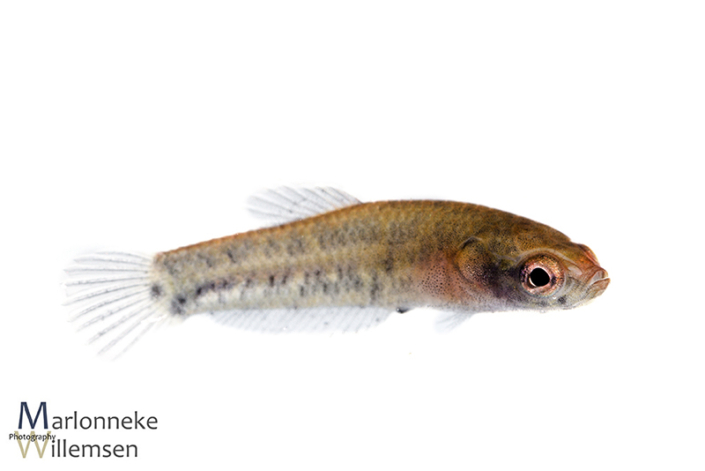 Betta albimarginata 3 weken vrijzwemmend