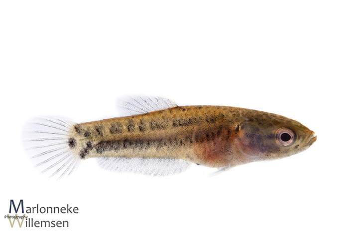 Betta albimarginata 4 weken vrijzwemmend