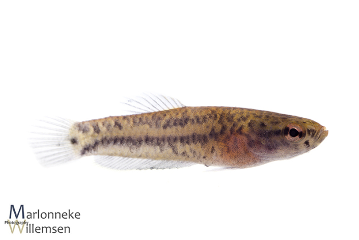 Betta albimarginata 5 weken vrijzwemmend