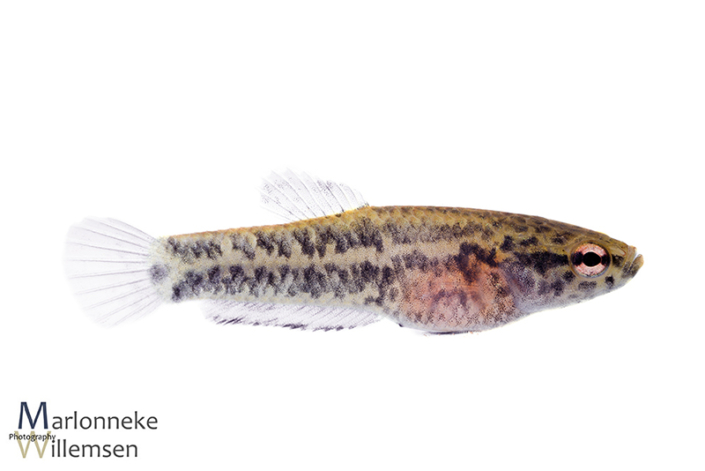 Betta albimarginata 6 weken vrijzwemmend