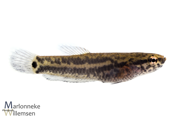 Betta albimarginata 7 weken vrijzwemmend