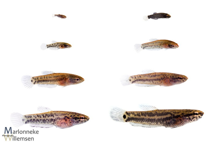 Overzicht van de groei en ontwikkeling van een Betta albimarginata in de eerste 7 weken vrijzwemmend