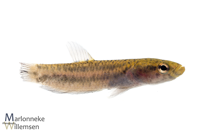 Betta albimarginata vrouwtje