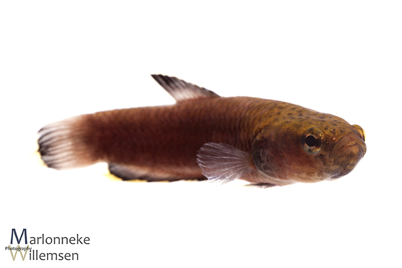Betta albimarginata mannetje