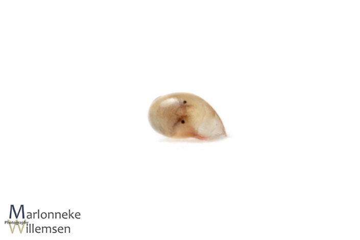 Bladder snail, Physella acuta a few hours old
