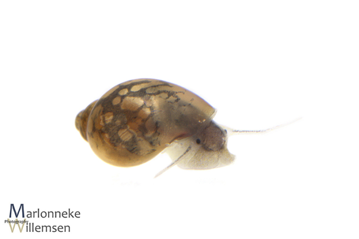Bladder snail, Physella acuta 2 weeks old
