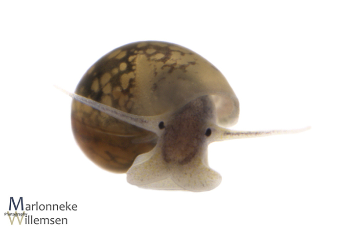 Bladder snail, Physella acuta 4 weeks old