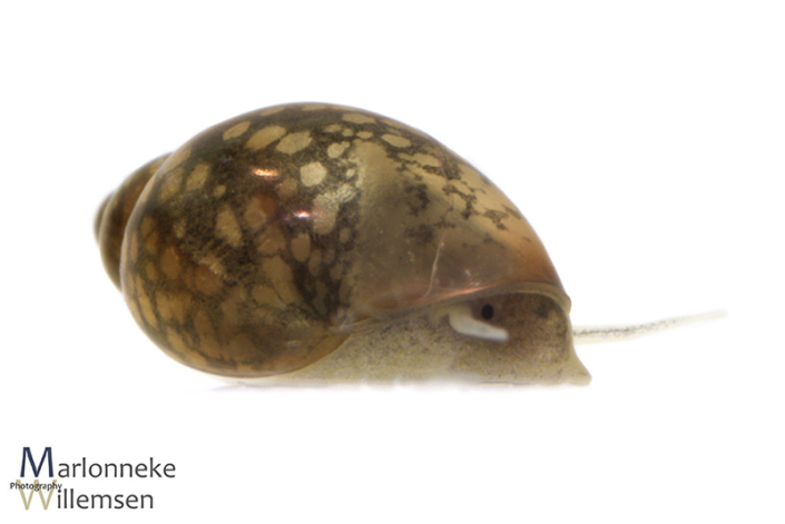 Bladder snail, Physella acuta 6 weeks old