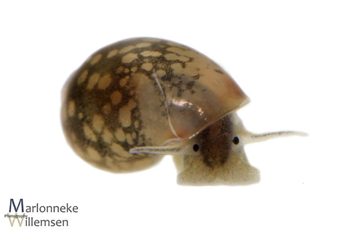 Bladder snail, Physella acuta 8 weeks old
