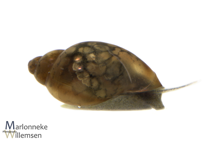 Bladder snail, Physella acuta 10 weeks old