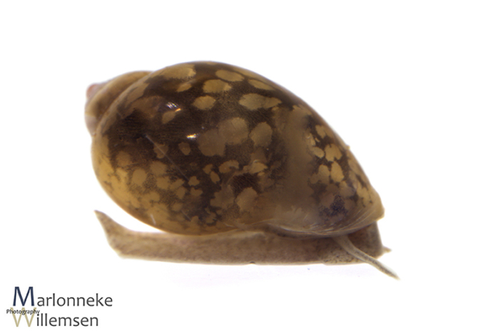 Bladder snail, Physella acuta 12 weeks old