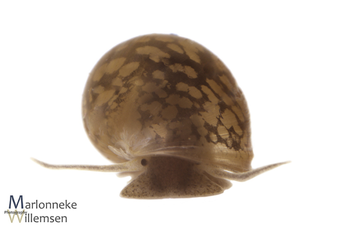 Bladder snail, Physella acuta 14 weeks old