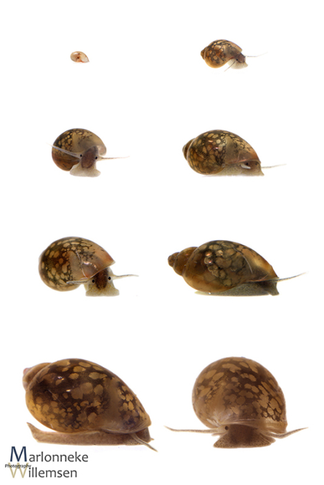 Overview of the growth and development of a Bladder snail, Physella acuta in the first 14 weeks of its life